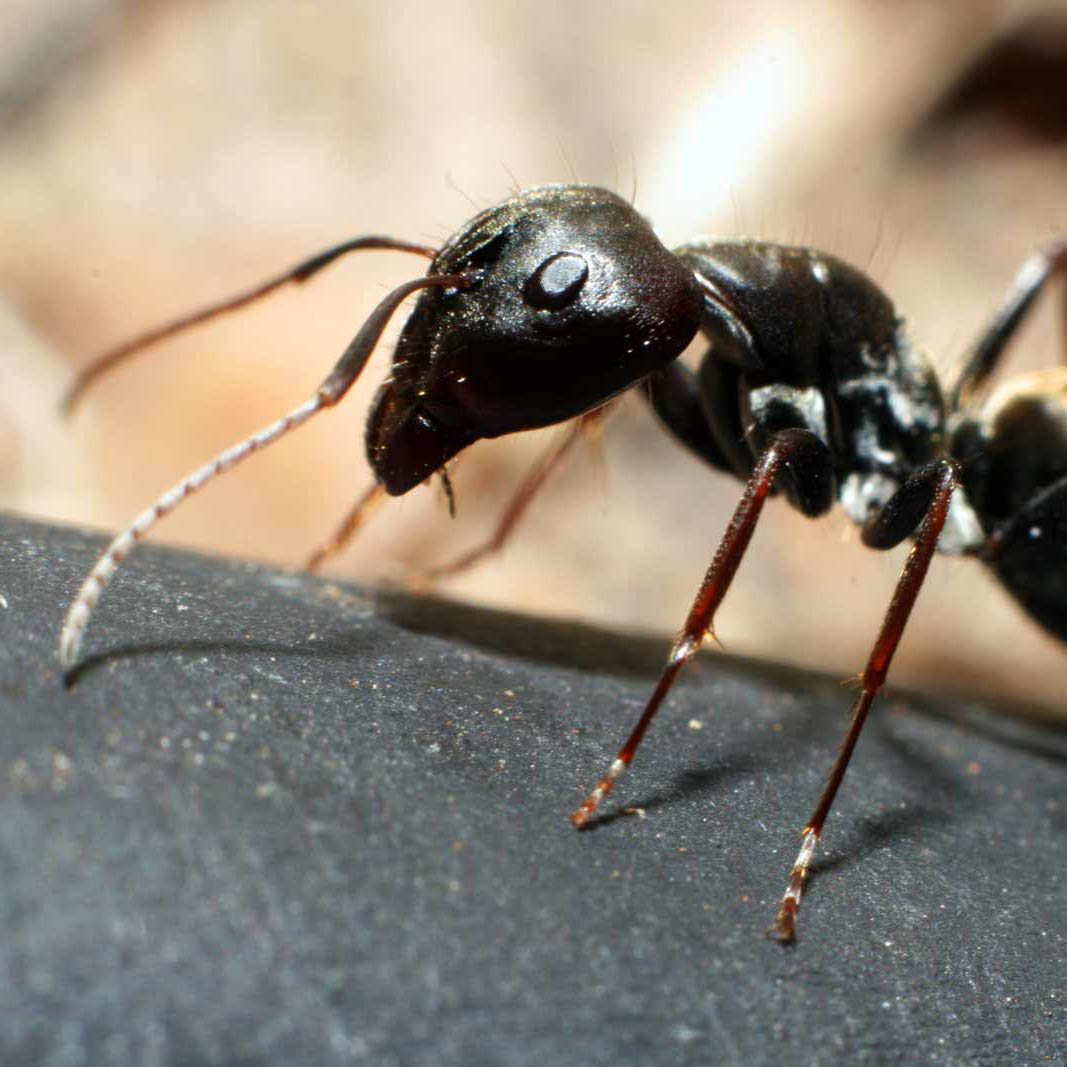 Ant Treatments