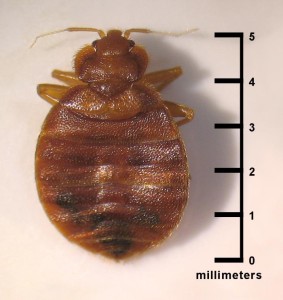 Bedbug: Photo Coutesy of CDC/ CDC-DPDx; Blaine Mathison