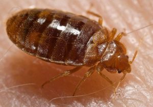 Bedbug Feeding: Photo Coutesy of CDC/ Harvard University, Dr. Gary Alpert; Dr. Harold Harlan; Richard Pollack. Photo Credit: Piotr Naskrecki