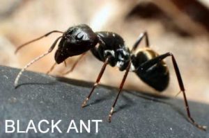 Black Ant