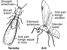 Carpenter Ants Photo