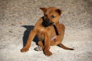 Dog with Fleas