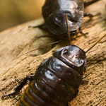Cockroaches are difficult to detect during inspection.
